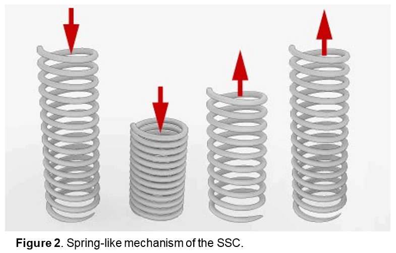 Figure 2 - Spring-like mechanism of the Stretch-Shortening Cycle (SSC)