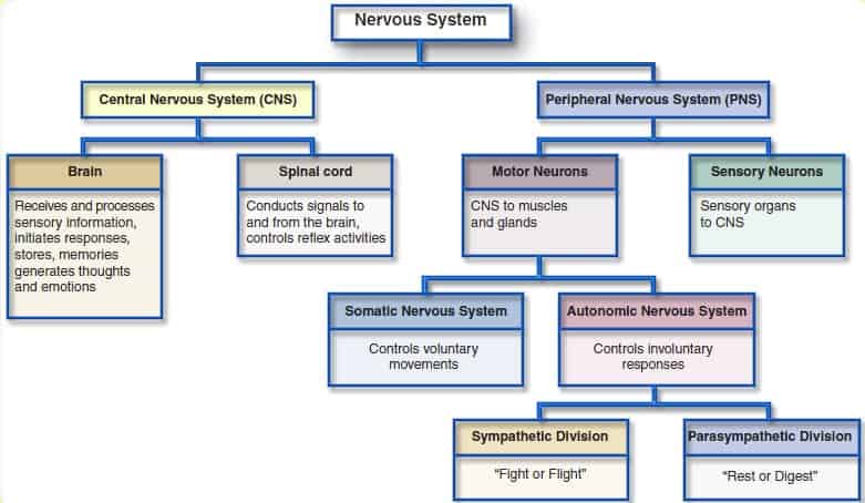 Oversigt over nervesystemet
