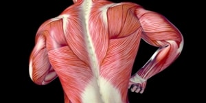 Fascia are a super interesting albeit under-researched tissue, with loads of potential.
